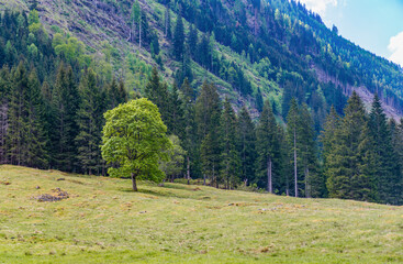 Naklejka premium Ecology and environment protection. Beauty of nature and simplicity. Guardian tree. Single tree in mountain meadow landscape nature. Nature surrounds the meadow and creates peaceful travel scenery