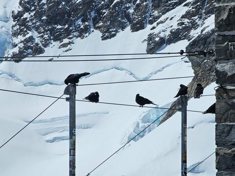 skiing in the mountains at jungfraujoch with crows sitting in the backdrop