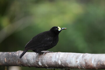 Fototapeta premium The short-tailed paradigalla (Paradigalla brevicauda) is a species of bird-of-paradise.