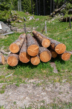 Stack of cut wood on grass. Wood log, timber logging. Harvest of timber. Lumber industry business. Deforestation. Tree log in forest. Pine tree log. Softwood lumber. Deforestation and logging