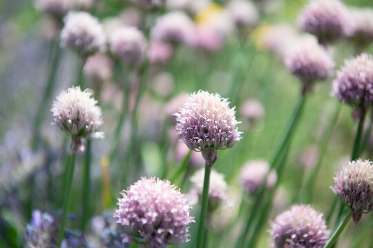 Macro of flowering chives plant. Purple exotic chives flower. Natural flower plant. Flora nature. Bright blooming flower in nature. Chives flower. Flowering nature closeup