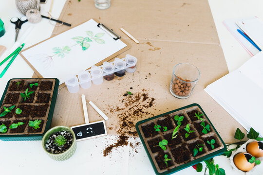 A flat lay view shows various gardening tools, plants, and educational supplies. Creative home laboratory concept for ecology and futurism experiments.
