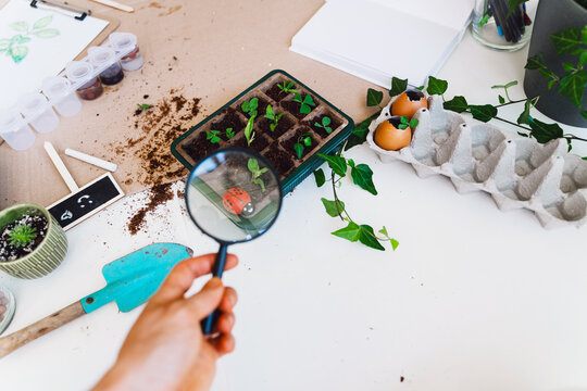A person's hand holds a magnifying glass closely over a bright red ladybug resting on a green leaf. Creative home laboratory concept for ecology and futurism experiments.
