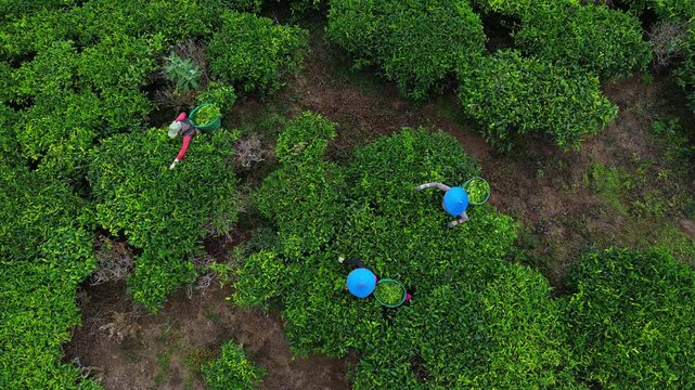 Aerial view of tea pickers working in the lush green Tea Gardens with baskets in Bandung, West Java, Indonesia.