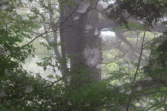 A spiderweb draped across the fores