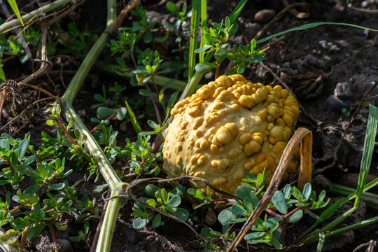 Organic pumpkin in low angle view on pumpkin patch and organic pumpkin field in sunset shows delicious squash and halloween pumpkins for Thanksgiving, Halloween or a decorative pumpkin in close-up