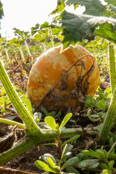 Organic pumpkin in low angle view on pumpkin patch and organic pumpkin field in sunset shows delicious squash and halloween pumpkins for Thanksgiving, Halloween or a decorative pumpkin in close-up