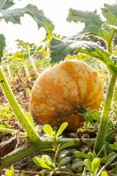 Organic pumpkin in low angle view on pumpkin patch and organic pumpkin field in sunset shows delicious squash and halloween pumpkins for Thanksgiving, Halloween or a decorative pumpkin in close-up