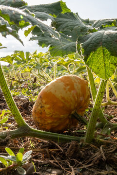 Organic pumpkin in low angle view on pumpkin patch and organic pumpkin field in sunset shows delicious squash and halloween pumpkins for Thanksgiving, Halloween or a decorative pumpkin in close-up