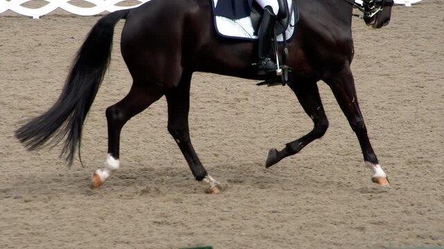 Beautiful Galloping Black Horse. A rider in a traditional costume gracefully rides a pedigreed horse. Slow Motion