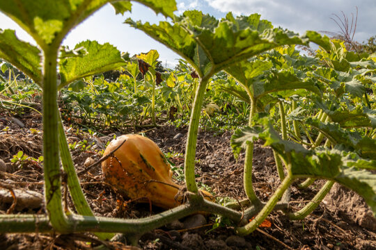 Organic pumpkin in low angle view on pumpkin patch and organic pumpkin field in sunset shows delicious squash and halloween pumpkins for Thanksgiving, Halloween or a decorative pumpkin in close-up