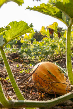 Organic pumpkin in low angle view on pumpkin patch and organic pumpkin field in sunset shows delicious squash and halloween pumpkins for Thanksgiving, Halloween or a decorative pumpkin in close-up