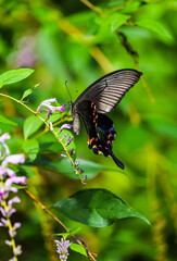 A swallowtail butterfly sipping nectar: an eco close-up of black wings with green scales and red moon spots © Yf