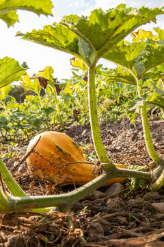 Organic pumpkin in low angle view on pumpkin patch and organic pumpkin field in sunset shows delicious squash and halloween pumpkins for Thanksgiving, Halloween or a decorative pumpkin in close-up