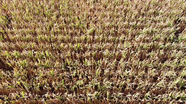 Drohne fliegt aufsteigend &uuml;ber ein vertrocknetes Maisfeld, D&uuml;rre, Klimawandel, Luftaufnahme