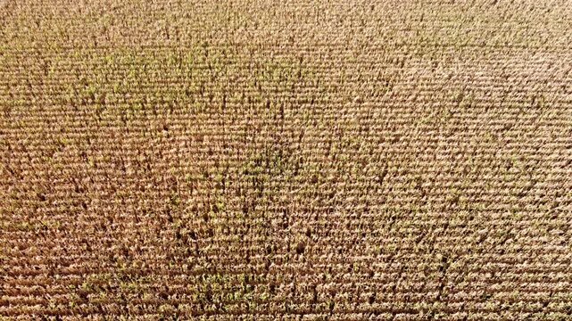 Drohne fliegt aufsteigend &uuml;ber ein vertrocknetes Maisfeld, D&uuml;rre, Klimawandel, Luftaufnahme