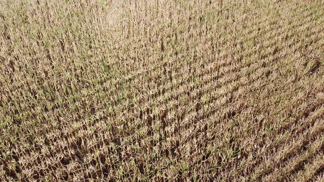 Drohne fliegt &uuml;ber ein vertrocknetes Maisfeld, D&uuml;rre, Klimawandel, Luftaufnahme, Landwirtschaft