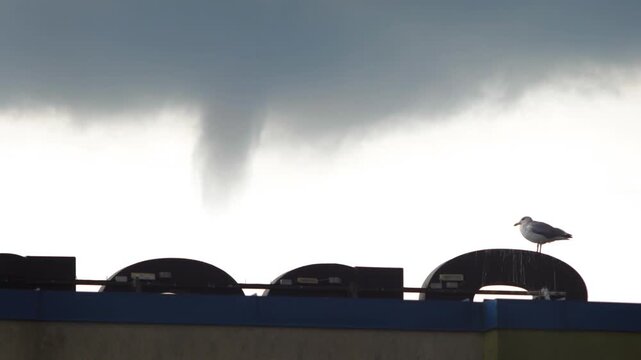 Seagull perched on building roof with funnel cloud looming in sky.