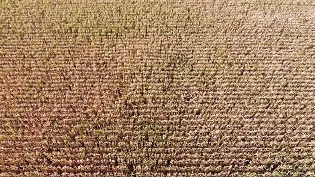 Drohne fliegt &uuml;ber ein vertrocknetes Maisfeld, D&uuml;rre, Klimawandel, Luftaufnahme, Landwirtschaft