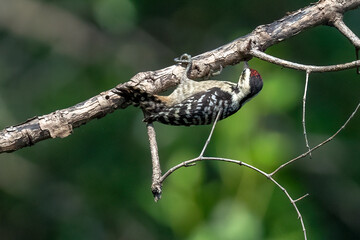 Naklejka premium A Sunda pygmy woodpecker is searching for insects on the trunk of a mangrove tree.