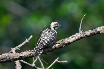 Naklejka premium A Sunda pygmy woodpecker is searching for insects on the trunk of a mangrove tree.