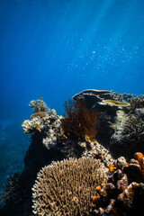 Red orange sea fan coral growing on a tropical reef in blue ocean. © PIPE DIVE UNDERWATER