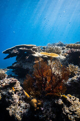 Red orange sea fan coral growing on a tropical reef in blue ocean. © PIPE DIVE UNDERWATER