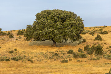A large, lush green oak tree stands proudly alone on a dry, golden hillside © wundermann