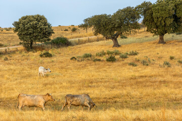 Naklejka premium Cows graze peacefully on a vast dry golden hillside