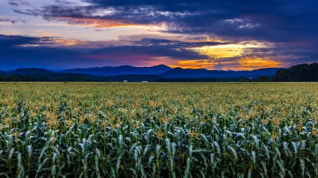 Stunning sunset over vast cornfield landscape with rolling blue mountains and dramatic cloudy sky in rural countryside.