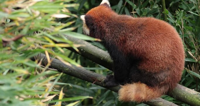 One red panda in the forest