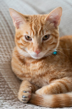 Portrait of toby cat with plastic claws cover