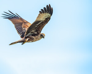 Obraz premium A Juvenile of Brahminy Kite