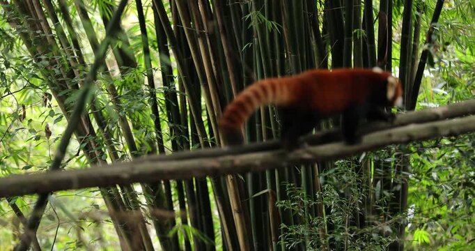 One red panda in the forest