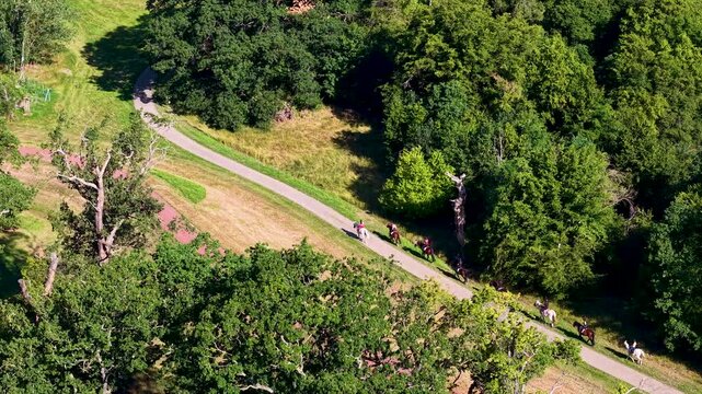 Aerial drone video shows riding school camp group traveling on horseback along path beside dense summer forest. Overhead view captures equestrian trip, outdoor recreation, nature, riders, and horses