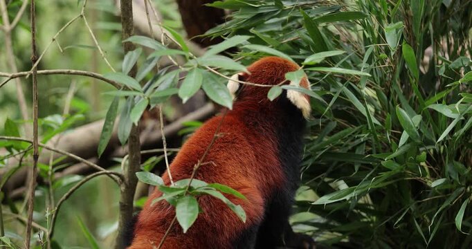 One red panda in the forest