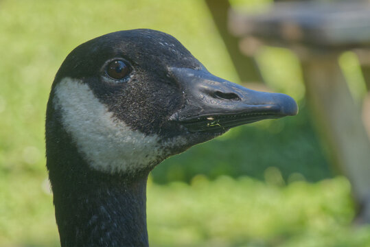 Canada Goose close up of head.
