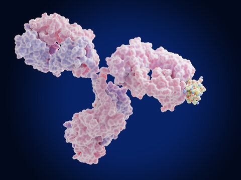 Therapeutic monoclonal antibody binding to collagen type VI alpha 3 (COL6A3). Mutations in the type VI collagen genes are associated with Bethlem myopathy and Ullrich congenital muscular dystrophy.