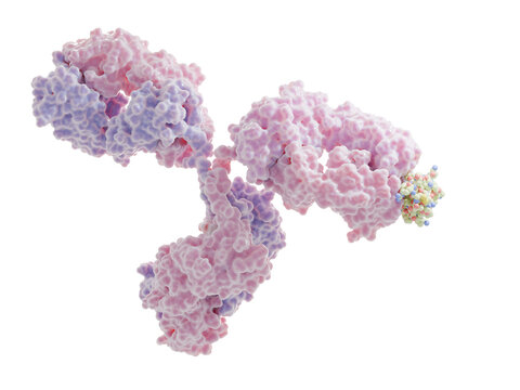 Therapeutic monoclonal antibody binding to collagen type VI alpha 3 (COL6A3). Mutations in the type VI collagen genes are associated with Bethlem myopathy and Ullrich congenital muscular dystrophy.