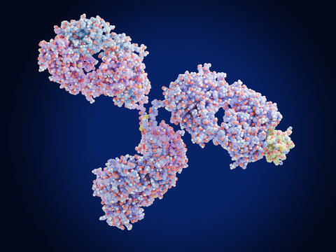 Therapeutic monoclonal antibody binding to collagen type VI alpha 3 (COL6A3). Mutations in the type VI collagen genes are associated with Bethlem myopathy and Ullrich congenital muscular dystrophy.