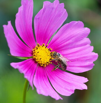 bee on a cosmos flower