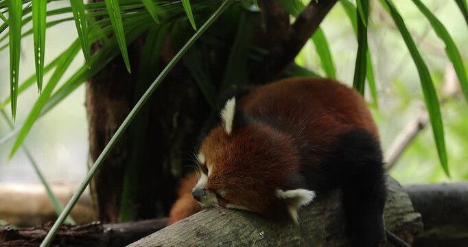 One red panda in the forest