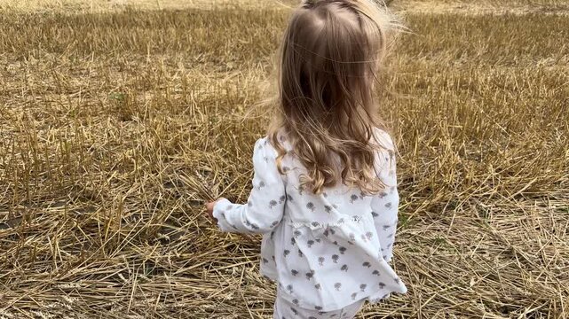 Young child holds a small bouquet of wheat ears in a harvested field on a windy day, rural childhood, agriculture, summer harvest.