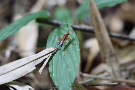 Ichneumon wasp with long antennae perched on green leaf surface in Thai forest