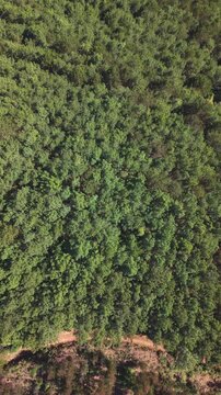 Aerial Drone View of Vibrant Green Eucalyptus Forest Canopy