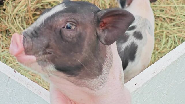 Group of cute Vietnamese pot-bellied mini piglets inside a white fence.