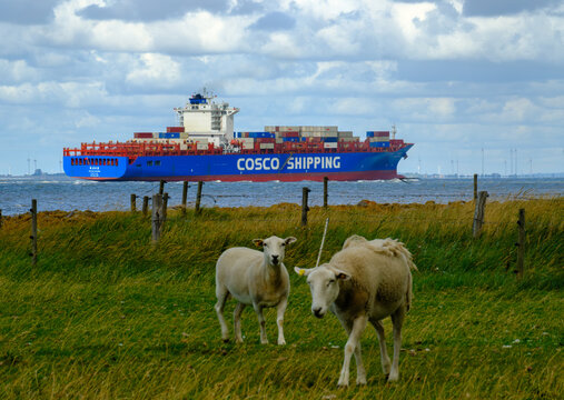 OTTERNDORF, DEUTSCHLAND &ndash; 10.08.2026: Das in  China registrierte Containerschiff XIN LIAN YUN GANG auf der Elbe in H&ouml;he OTTERNDORF.Im Vordergrund Deichschafe.