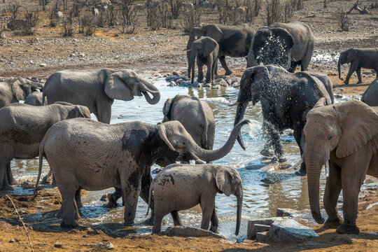 Large herd of elephants drinking and splashing water at Halali waterhole in Etosha National Park, wildlife safari and game drive in Namibia, Africa
