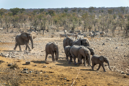 Herd of elephants running in Etosha National Park, wildlife safari and game drive in Namibia, Africa