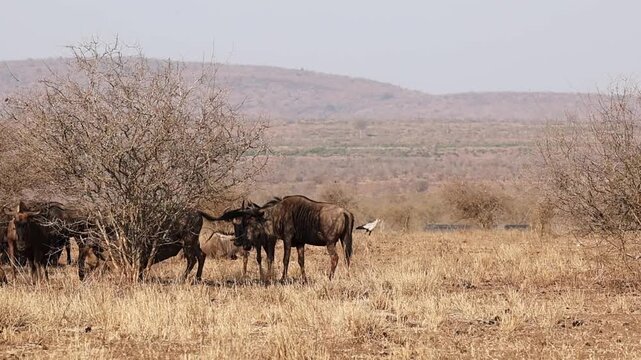 Herd of wildebeest walking across dry savanna in Kruger National Park, South Africa, African wildlife safari